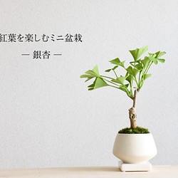 紅葉を楽しむミニ盆栽【銀杏icyou】 1枚目の画像