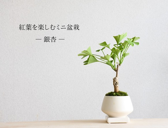 紅葉を楽しむミニ盆栽【銀杏icyou】 1枚目の画像