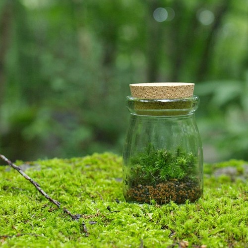 苔テラリウム 小さなコケの森 ヨーグルト瓶 シッポゴケ フラワー リース 道草michikusa 通販 Creema クリーマ ハンドメイド 手作り クラフト作品の販売サイト