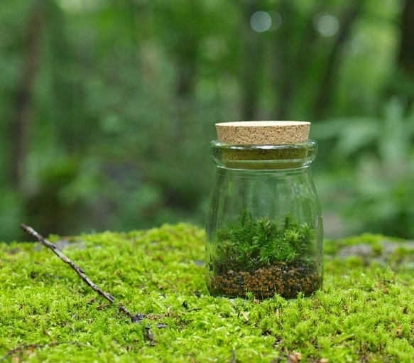 苔テラリウム 小さなコケの森 ヨーグルト瓶 シッポゴケ フラワー リース 道草michikusa 通販 Creema クリーマ ハンドメイド 手作り クラフト作品の販売サイト