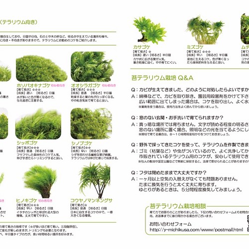 苔テラリウム 小さなコケの森 ヨーグルト瓶 シッポゴケ フラワー リース 道草michikusa 通販 Creema クリーマ ハンドメイド 手作り クラフト作品の販売サイト