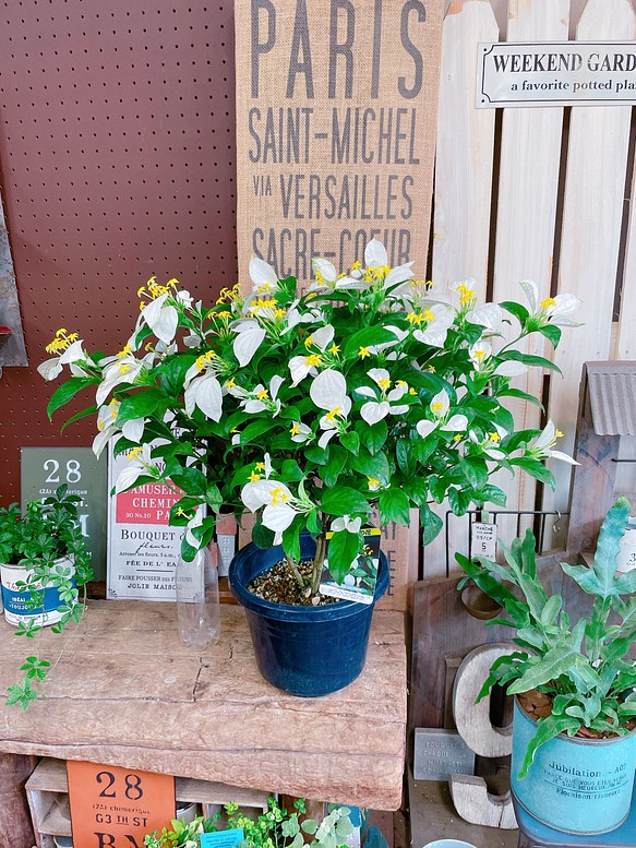 現品ラスト！大きめ♡【ハンカチの花コンロンカ 】ボリューム満点