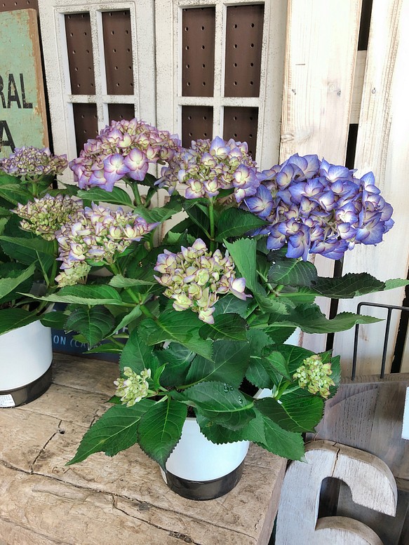 再販ラスト アンティークカラー系あじさい おしゃれな紫陽花 毎年楽しめる季節のお花 プレゼントにも その他インテリア雑貨 雅楽 うた 通販 Creema クリーマ ハンドメイド 手作り クラフト作品の販売サイト