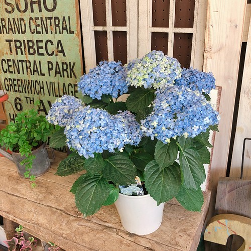 現品ラスト 可愛いブルーあじさい 有松 おしゃれな紫陽花 毎年楽しめる季節のお花 プレゼントにも その他インテリア雑貨 雅楽 うた 通販 Creema クリーマ ハンドメイド 手作り クラフト作品の販売サイト