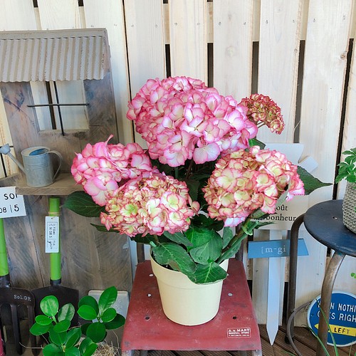 プレゼントにも ピンク系あじさい リップル 素敵な紫陽花 毎年楽しめる季節のお花 その他インテリア雑貨 雅楽 うた 通販 Creema クリーマ ハンドメイド 手作り クラフト作品の販売サイト