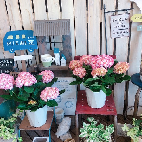 新作 初入荷 ピンク系あじさい 恋物語 おしゃれな紫陽花 毎年楽しめる季節のお花 プレゼントにも その他インテリア雑貨 雅楽 うた 通販 Creema クリーマ ハンドメイド 手作り クラフト作品の販売サイト