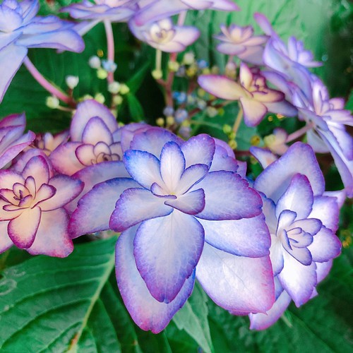 ラスト お買い得 可愛い咲き方 あじさい ヒナマツリ青紫色 おしゃれな紫陽花 毎年楽しめる季節のお花 プレゼントにも その他インテリア雑貨 雅楽 うた 通販 Creema クリーマ ハンドメイド 手作り クラフト作品の販売サイト