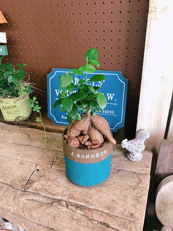 現品SALE♡【ガジュマル】幸せの木♡人気の観葉植物♡カッコイイ紺色