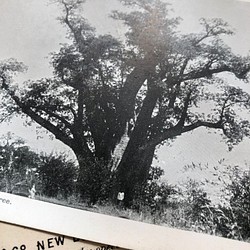 英国で出会った♪ バオバブの木の アンティーク ポストカード/モノクロ　 1枚目の画像