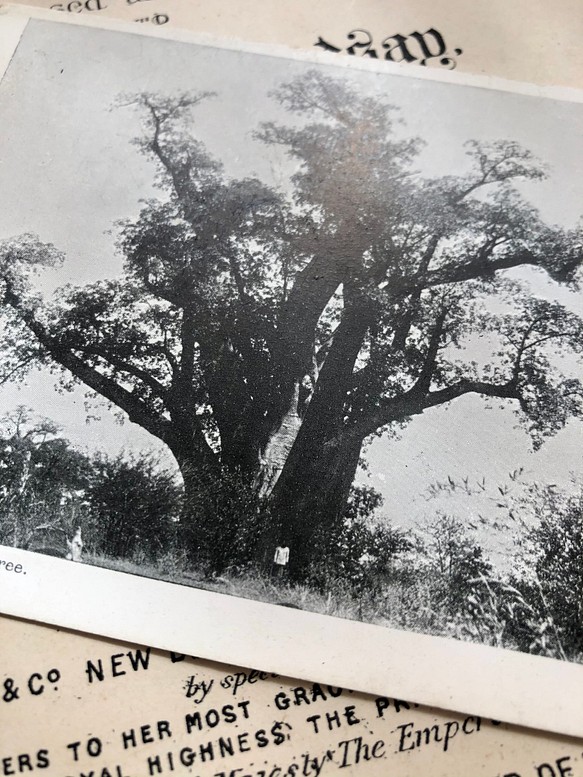 英国で出会った♪ バオバブの木の アンティーク ポストカード/モノクロ　 1枚目の画像