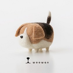 woowan [beagle] 第1張的照片